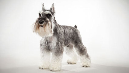 Kindred’s Classic Schnauzers - Dog Breeders