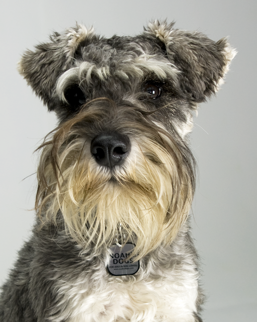 Toy Schnauzer Xing - Dog Breeders