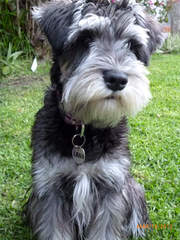 Sweet P Miniature Schnauzers - Dog Breeders