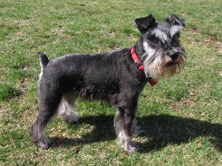 Toy Schnauzer Xing - Dog and Puppy Pictures