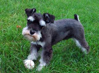 Mini Schnauzer Puppies - Dog Breeders