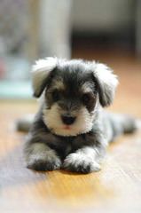 Miniture Schnauzer - Dog and Puppy Pictures