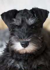 Akc Ch. Line Toy Mini Schnauzers - Dog Breeders