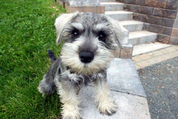 Sweet N’ Sassy Schnauzers And Melissa’s Darling Dachshunds - Dog Breeders