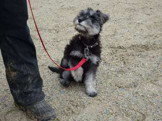 Texas Schnauzers - Dog Breeders