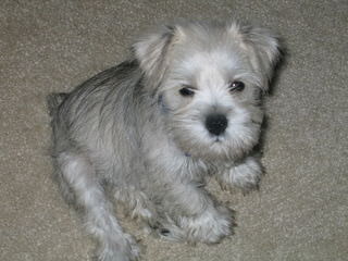 Mini Schnauzer Puppies - Dog and Puppy Pictures