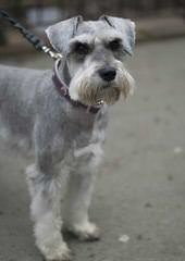 Hauser Von Schnauzer - Dog Breeders