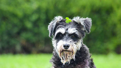 Country Home Schnauzer - Dog Breeders