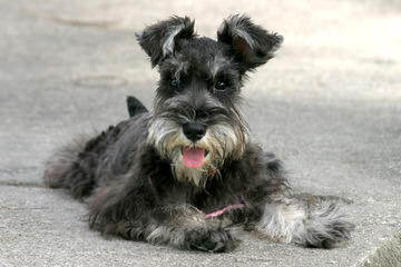 Akc Miniature Schnauzer Puppies - Dog Breeders