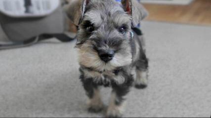 Hauser Von Schnauzer - Dog and Puppy Pictures