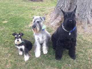 Schnauzers Of Taylor - Dog Breeders