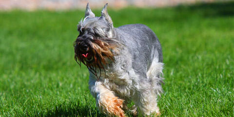 Texas Schnauzers - Dog Breeders