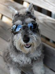 Miniture Schnauzer - Dog and Puppy Pictures