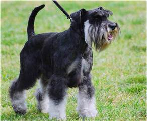 Miniature Schnauzers - Dog and Puppy Pictures