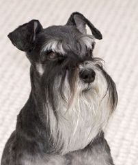 Texas Schnauzers - Dog Breeders