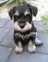 Akc Miniature Schnauzer Puppies - Dog and Puppy Pictures