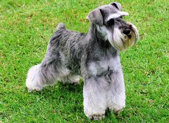 Rockyhill Schnauzers - Dog Breeders