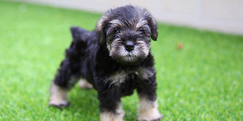 Kindred’s Classic Miniature Schnauzers - Dog Breeders