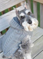 Parti Paws Teacup, Toy & Mini Schnauzers - Dog and Puppy Pictures