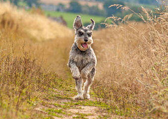 Tara’s Schnauzers - Dog Breeders