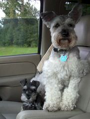 Virginia Miniature Schnauzers - Dog Breeders