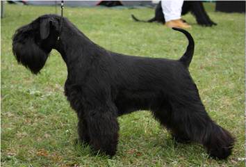 Sandcreek Pets Veterinarian Raised Miniature Schnauzer Puppies In Ok - Dog Breeders