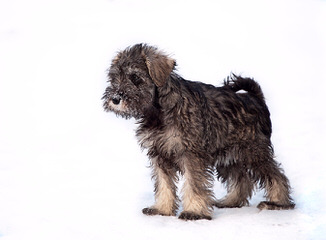 Sweet P Miniature Schnauzers - Dog and Puppy Pictures