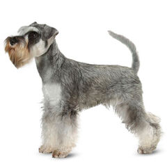 Belle Vista Miniature Schnauzers - Dog Breeders