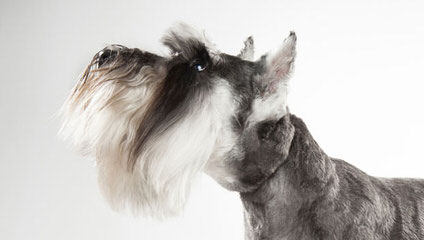 Sweet P Miniature Schnauzers - Dog Breeders