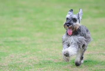 Belle Vista Miniature Schnauzers - Dog and Puppy Pictures