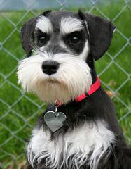 Belle Vista Miniature Schnauzers - Dog Breeders