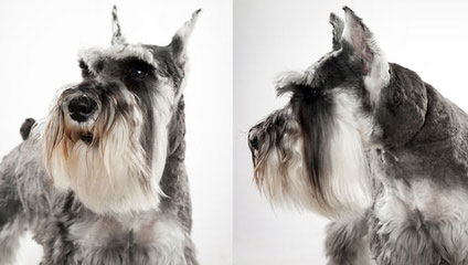 Belle Vista Miniature Schnauzers - Dog and Puppy Pictures