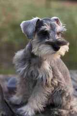 Schnauzers of Ga - Dog Breeders