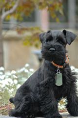 Seeking Stud Miniature Schnauzer - Dog and Puppy Pictures