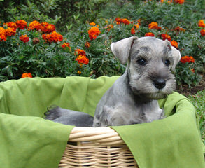 Tara’s Schnauzers - Dog and Puppy Pictures
