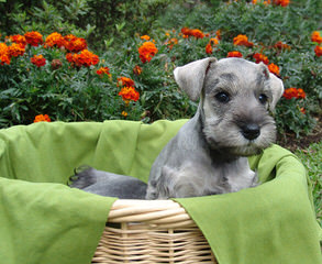 2 Beautiful Miniature Salt&Pepper Female Schnauzer - Dog Breeders