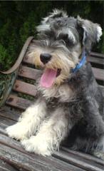 Mendel’s Love Of Mini Goldendoodles & Schnauzers - Dog and Puppy Pictures