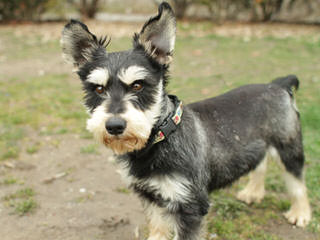 Rockyhill Schnauzers - Dog and Puppy Pictures