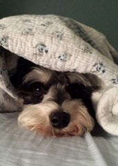 Sabrina’s Miniature Schnauzers - Dog and Puppy Pictures