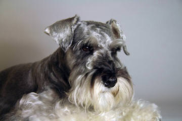 Country Home Schnauzer - Dog Breeders