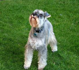 Mauzer Pups – Miniature Schnauzer - Dog and Puppy Pictures