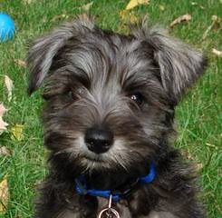 Miniature Schnauzers For Sale - Dog Breeders