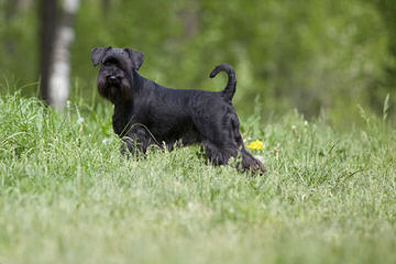 Hogg Falls Stable & Kennel - Dog Breeders