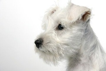 Coton Designer Puppies - Dog Breeders