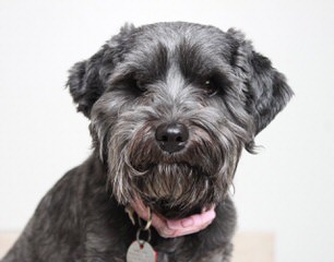 Kindred’s Classic Miniature Schnauzers - Dog Breeders