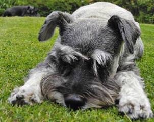 Rockyhill Schnauzers - Dog Breeders