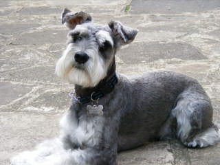 Kindred’s Classic Miniature Schnauzers - Dog Breeders