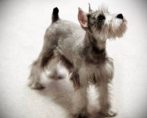 Dogwood Acres Miniature Schnauzers - Dog Breeders