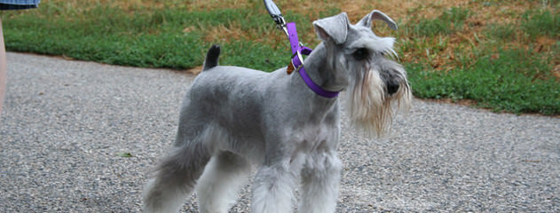 Miniature Schnauzers - Dog and Puppy Pictures