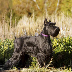 Mini Schnauzer Puppies - Dog Breeders